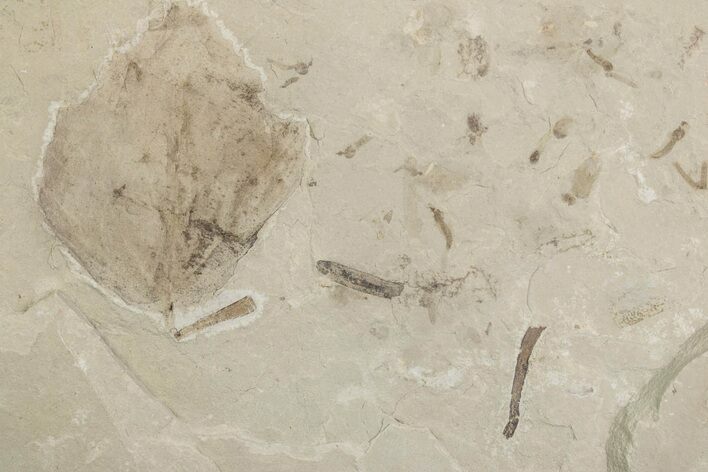 Fossil Distylium Leaf with Crane Flies - Utah #377080